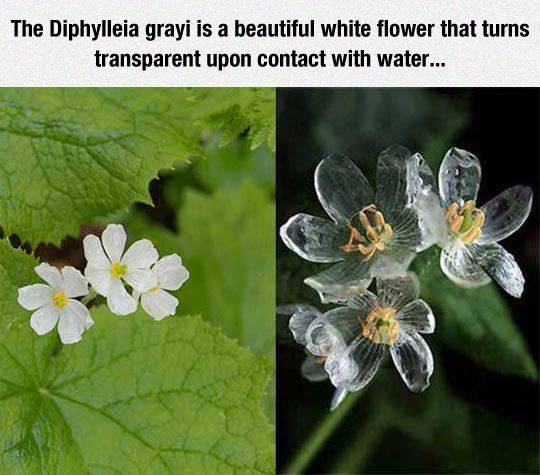 eec2funny-flower-transparent-white-water.jpg