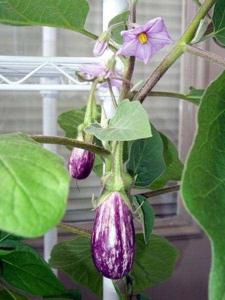 eggplantdm1.jpg