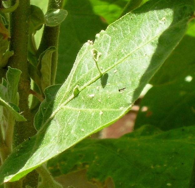 eggplantleafonleaf5ls7.jpg
