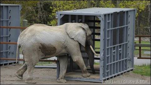 elephant-crate-091913_thumb.jpg