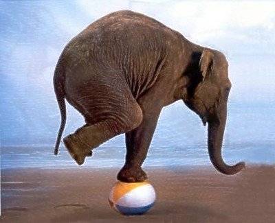 elephant-on-ball.jpg