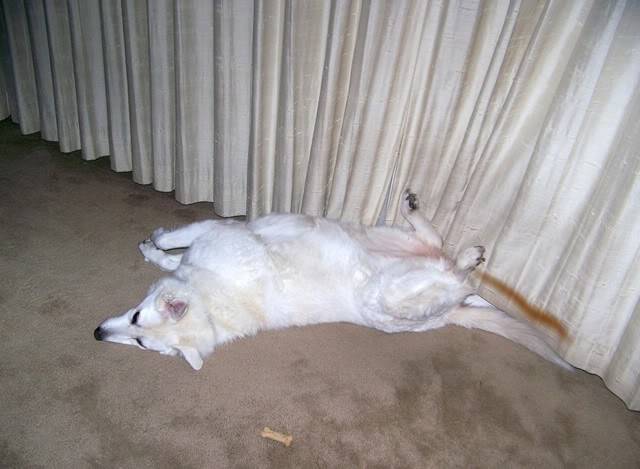 embarrassingdog.jpg