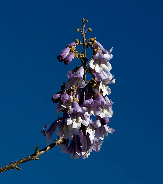 Empress Tree.webp