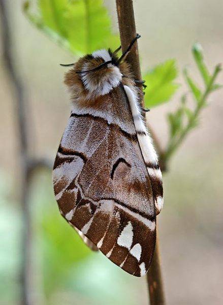 Endromis_versicolora_.jpg
