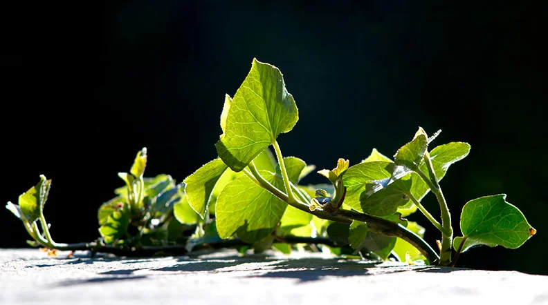 English Ivy.webp
