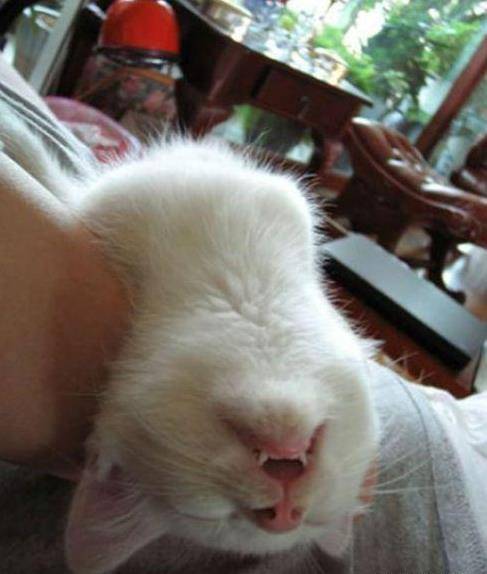 epic-cat-nap.jpg