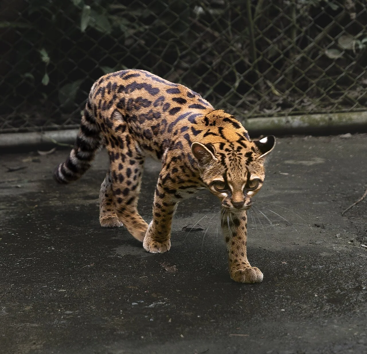 er_cat_%28full_body%29.jpg?utm_source=en.wikipedia.webp