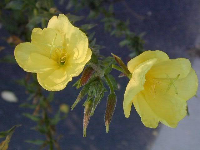 EveningPrimrose_3409_640x480.jpg