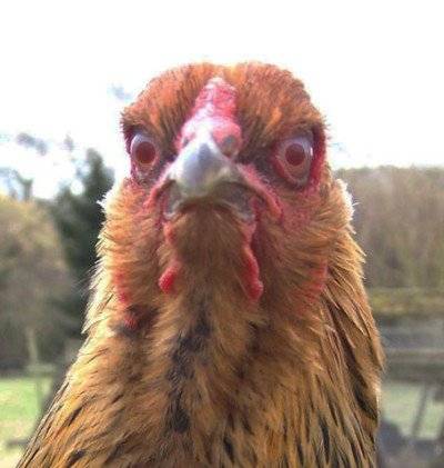 -EvilChicken.jpg