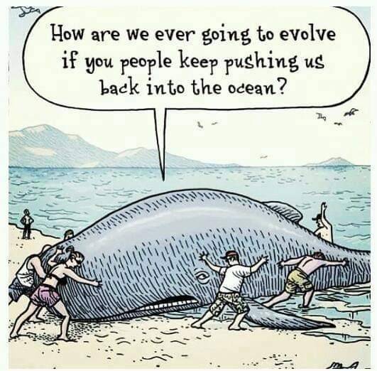Evolution Whale.jpg