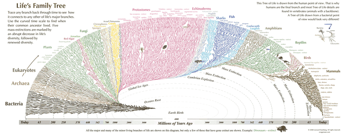 evolution_big.png