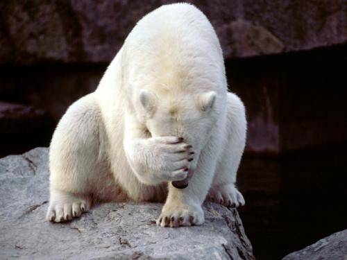 facepalm_bear.jpg
