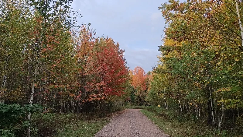 Fall Colors.webp
