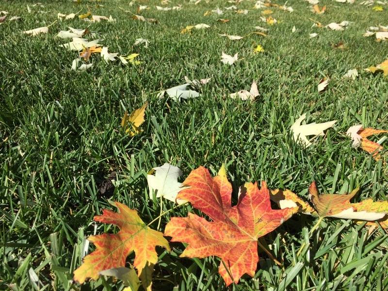 fall1_zpsb4df4b2d.jpg