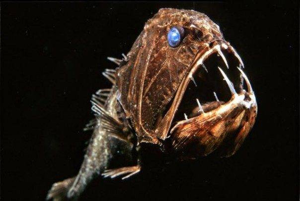 fangtooth.jpg