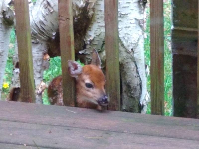 Fawn.jpg
