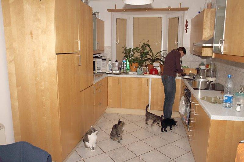 feeding_cats_1.jpg