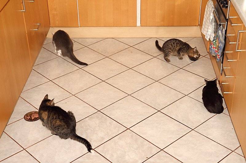 feeding_cats_2.jpg