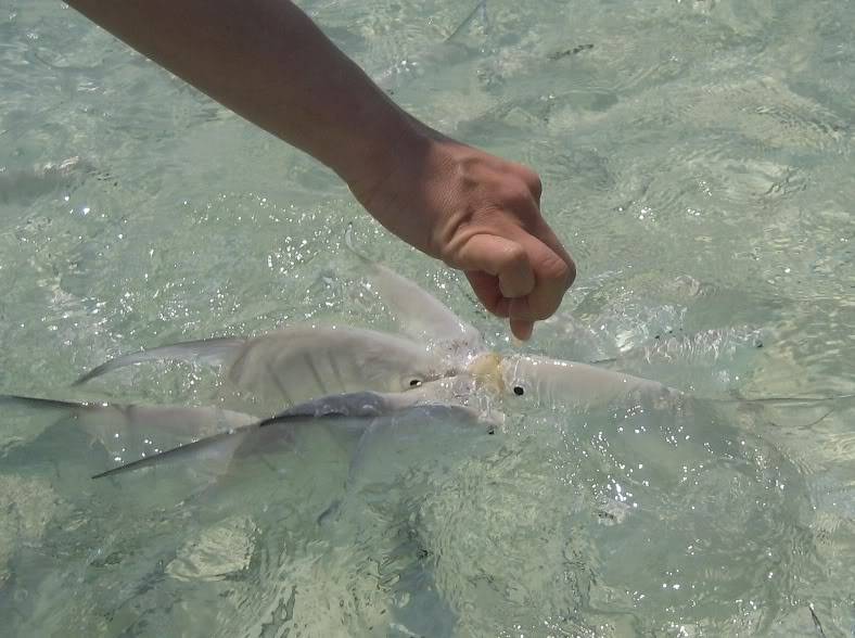 Feedingthefish.jpg
