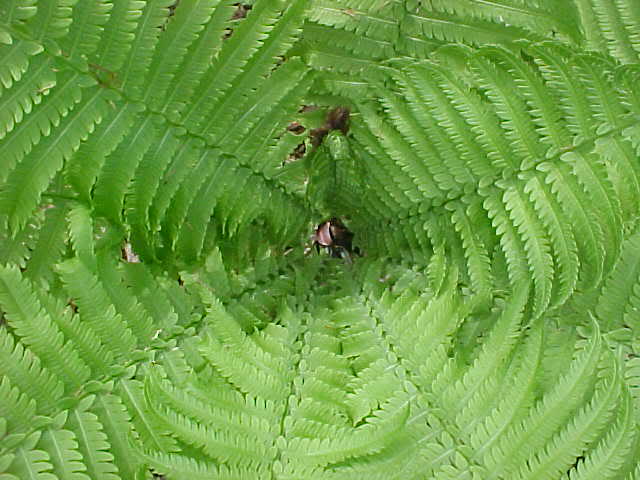ferns04.jpg
