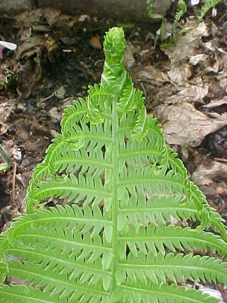 ferns09.jpg