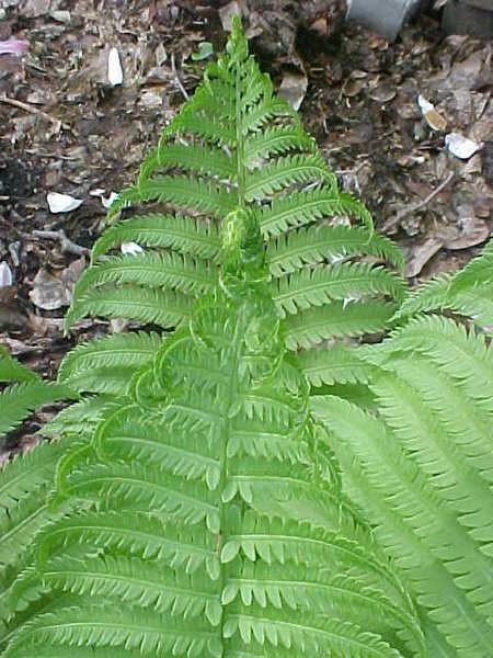 ferns10.jpg