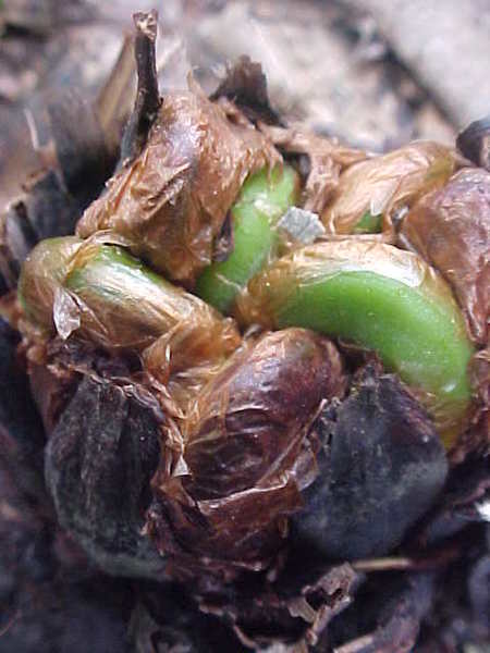 ferns14.jpg