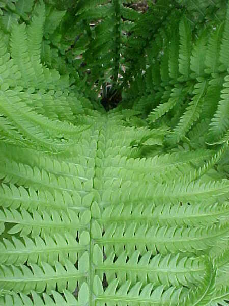 ferns18.jpg