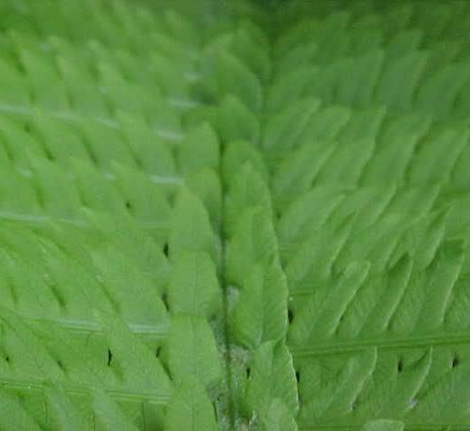 ferns28.jpg