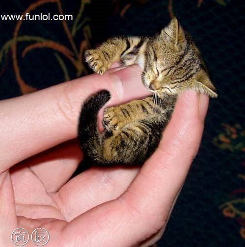 finger-sized-cat.jpg