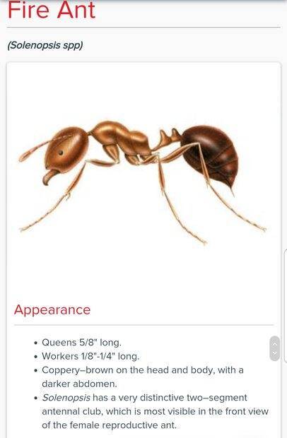 fire ant.jpg