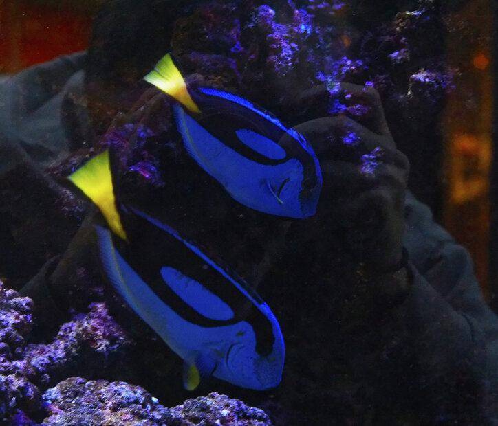 Fish-selfie.jpg