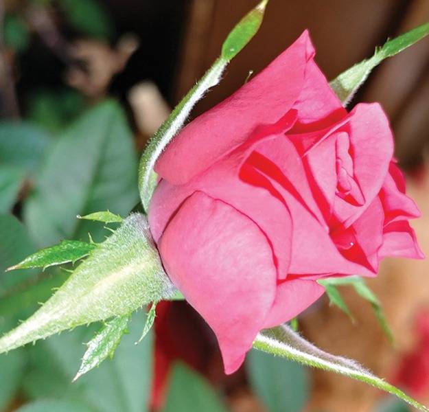 Flower copy.JPG