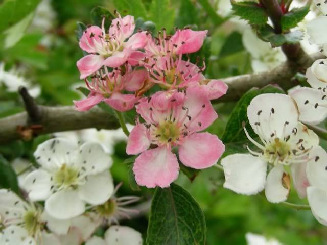 flower16.jpg