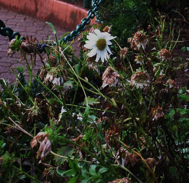 flower1j.jpg