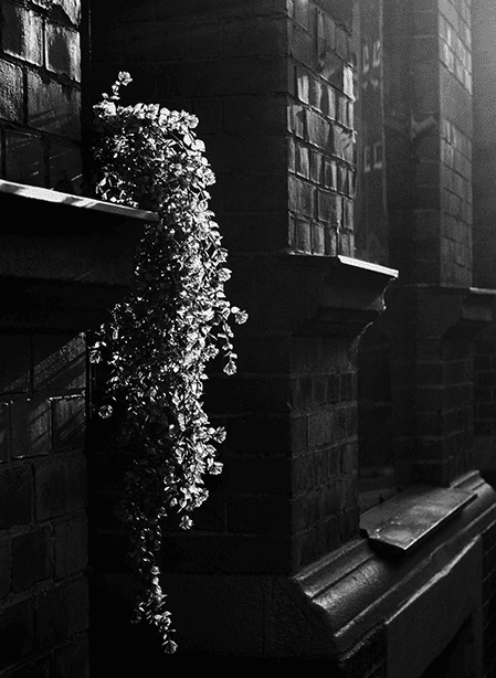 Flowers outside Art Gallery (BW).png