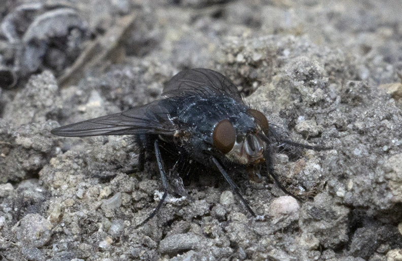 Fluga 1a (PF).webp