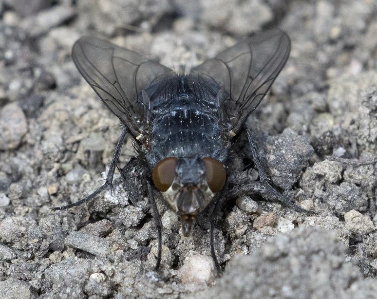 Fluga 1b (PF).webp