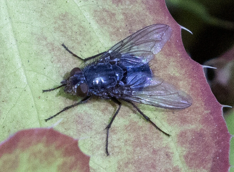 Fluga 2 (PF).webp
