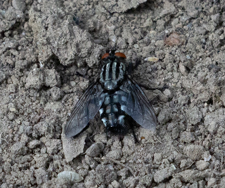 Fluga 3 (PF).webp