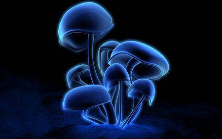 fluorescence61920_xthumb.jpg