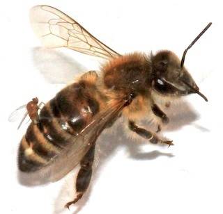 fly_parasite_honeybee.jpg