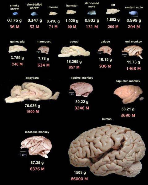 Comparison Of Different Mammalian Brains
