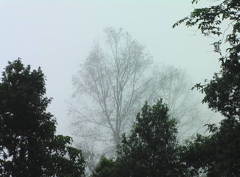 fog-image.JPG