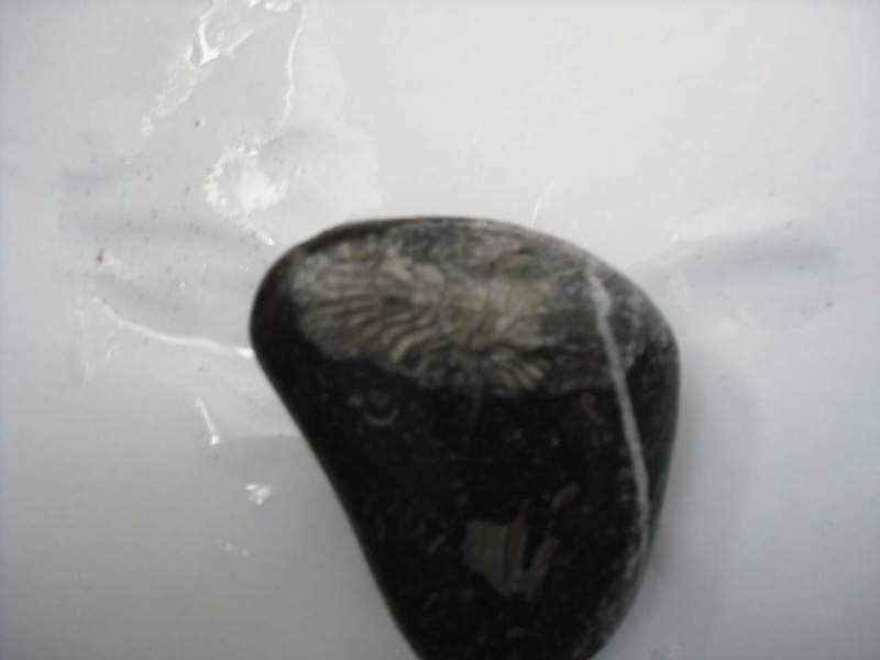 Fossil 2.jpg