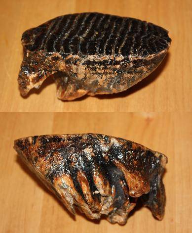 fossil.JPG