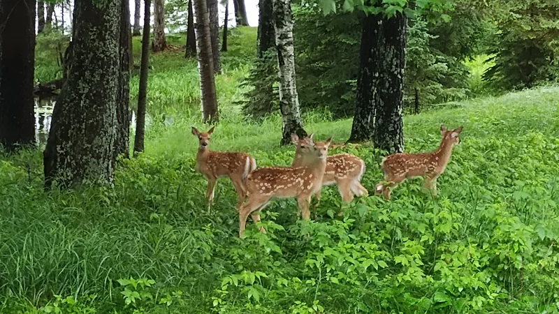 Four fawns.webp