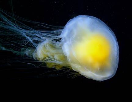 Fried-egg-jelly.jpg