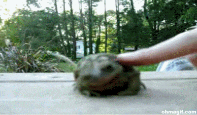 frog-enjoying-fun.gif