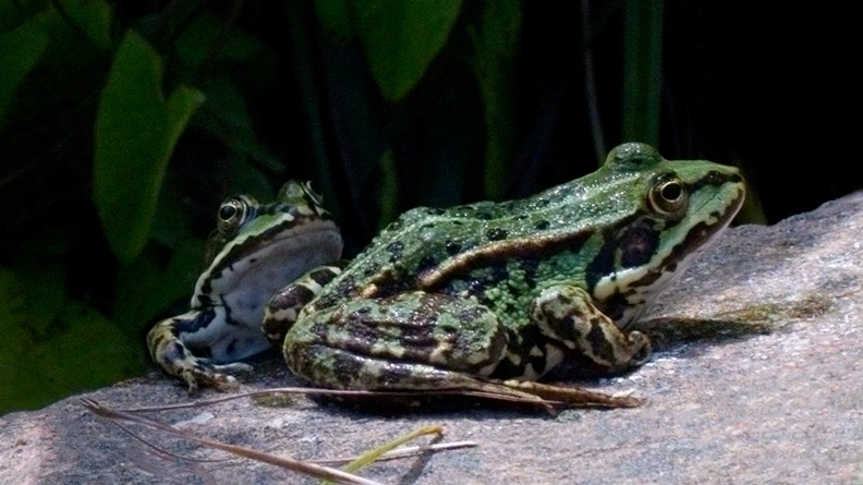Frogs (1).webp